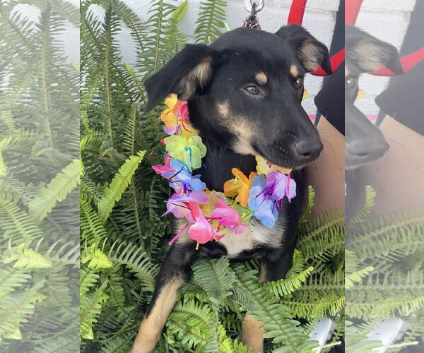 Medium Photo #22 Rat Terrier-Unknown Mix Puppy For Sale in Mount Laurel, NJ, USA