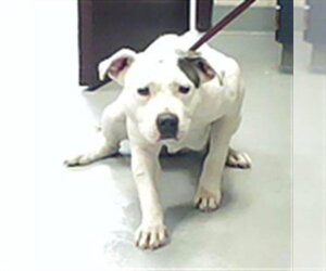 Staffordshire Bull Terrier Dogs for adoption in Fayetteville, NC, USA