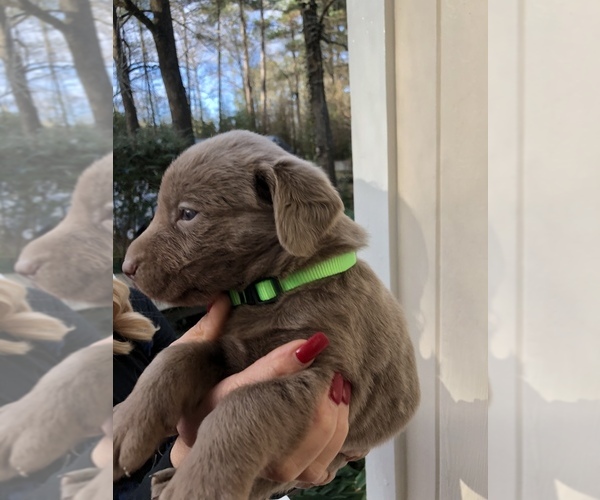 Medium Photo #9 Labrador Retriever Puppy For Sale in MAGNOLIA, TX, USA