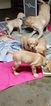 Small Photo #13 Labrador Retriever Puppy For Sale in GODFREY, IL, USA