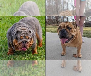 Bulldog Litter for sale in STRAFFORD, MO, USA