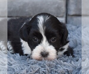 ShihPoo Puppy for sale in SUNBURY, PA, USA