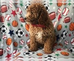 Small Photo #2 Poodle (Standard) Puppy For Sale in LAKELAND, FL, USA