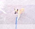 Small Photo #3 Shollie Puppy For Sale in Sebec, ME, USA