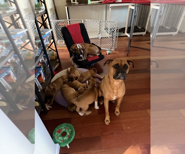 Medium Photo #3 Boxer Puppy For Sale in NEWBERG, OR, USA