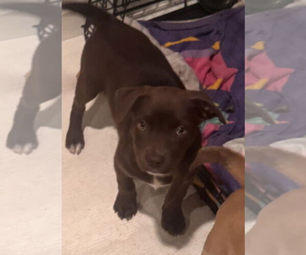 Medium Photo #5 Chocolate Labrador retriever-Unknown Mix Puppy For Sale in Pottstown, PA, USA