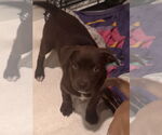 Small #4 Chocolate Labrador retriever Mix