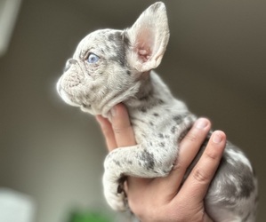 French Bulldog Puppy for sale in MODESTO, CA, USA