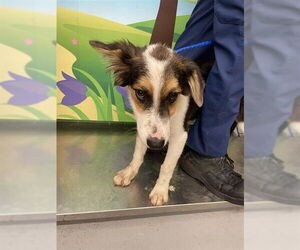 Australian Shepherd Dogs for adoption in Waco, TX, USA