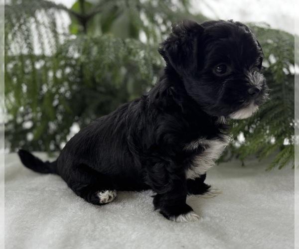 Medium Photo #5 Morkie Puppy For Sale in ROCK STREAM, NY, USA