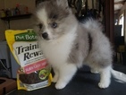 Small Photo #1 Pomeranian Puppy For Sale in WINDSOR, SC, USA