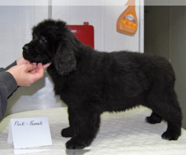 Medium Photo #7 Newfoundland Puppy For Sale in MEDINA, OH, USA