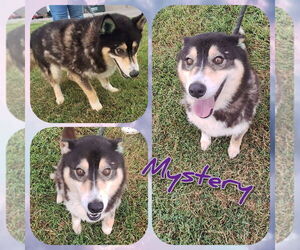 Australian Shepherd-Huskies  Mix Dogs for adoption in Pierceton , IN, USA