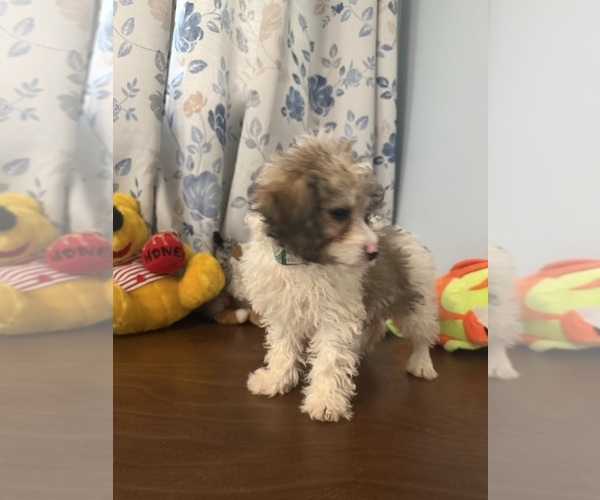Medium Photo #28 Cockapoo (Miniature) Puppy For Sale in DURHAM, CT, USA