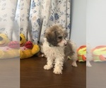 Litter of 4 - Male(s) and Female(s) Cockapoo (Miniature)Litter of Puppies for Sale - Photo #28