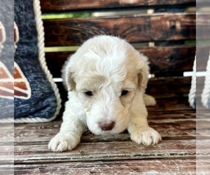 Goldendoodle Puppy for sale in PENSACOLA, FL, USA
