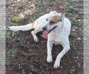 Mutt Dogs for adoption in San Antonio, TX, USA