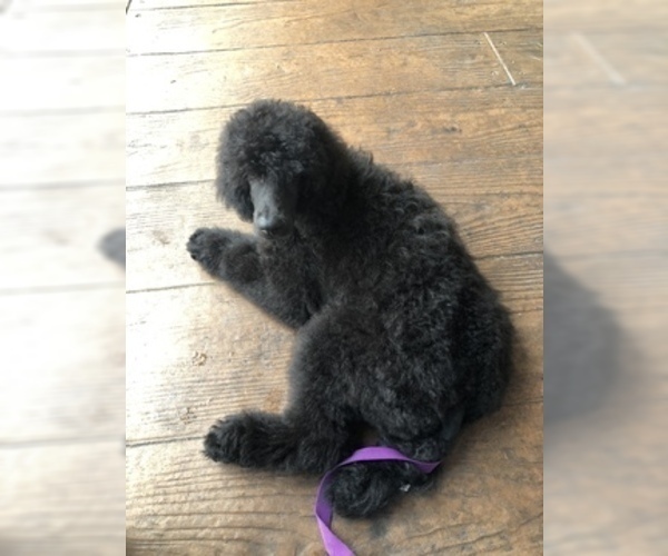 Medium Photo #7 Poodle (Standard) Puppy For Sale in LADY LAKE, FL, USA
