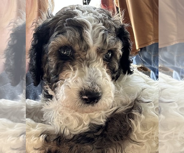 Medium Photo #2 Poodle (Standard) Puppy For Sale in PARIS, TN, USA