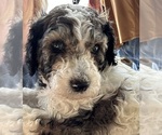 Small #1 Poodle (Standard)