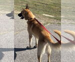 Small #2 German Shepherd Dog Mix