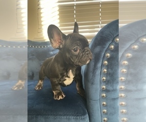 French Bulldog Puppy for sale in NEWPORT BEACH, CA, USA