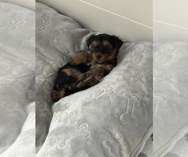 Medium Photo #15 Yorkshire Terrier Puppy For Sale in ARLINGTON, TN, USA