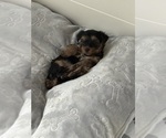 Small #14 Yorkshire Terrier