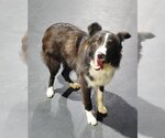 Small Photo #10 Border Collie Puppy For Sale in Highland, IL, USA