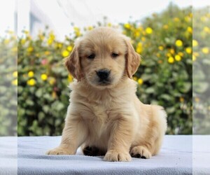 Golden Retriever Puppy for sale in GAP, PA, USA