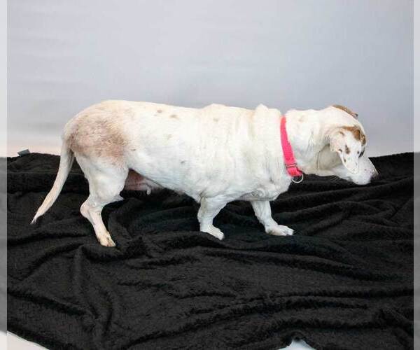 Medium Photo #3 Doxle Puppy For Sale in Kennesaw, GA, USA