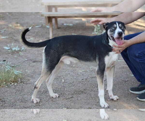 Medium Photo #2 Beagle-Unknown Mix Puppy For Sale in El Centro, CA, USA