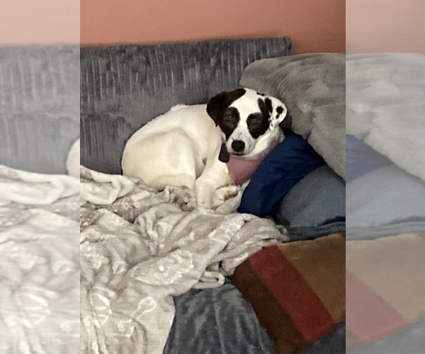 Medium Photo #3 Mutt Puppy For Sale in Shelburne, VT, USA