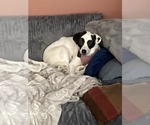 Small #2 Mutt