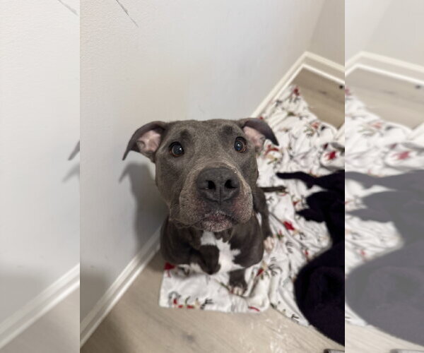 Medium Photo #1 American Pit Bull Terrier Puppy For Sale in Holly Springs, NC, USA