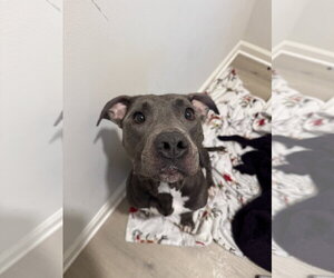 American Pit Bull Terrier Dogs for adoption in Holly Springs, NC, USA