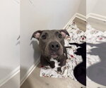 Small American Pit Bull Terrier