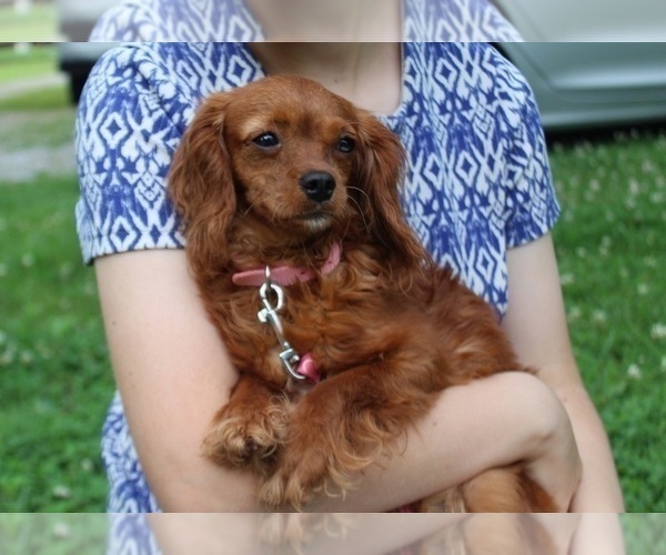 Medium Photo #1 Cavapoo Puppy For Sale in CLARKRANGE, TN, USA