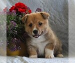 Small Photo #3 Pembroke Welsh Corgi Puppy For Sale in EPHRATA, PA, USA
