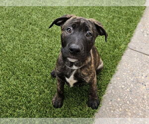 German Shepherd Dog-Unknown Mix Dogs for adoption in Mission Viejo, CA, USA