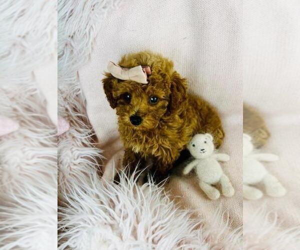 Medium Photo #14 Poodle (Toy) Puppy For Sale in DEAL, NJ, USA