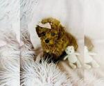 Small Photo #14 Poodle (Toy) Puppy For Sale in DEAL, NJ, USA