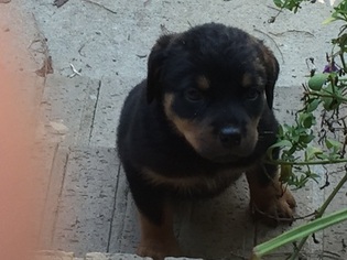 Rottweiler Puppy for sale in GREENSBORO, NC, USA