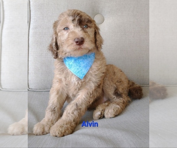 Medium Photo #1 Poodle (Standard) Puppy For Sale in NEW YORK MILLS, MN, USA