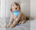 Small Photo #1 Poodle (Standard) Puppy For Sale in NEW YORK MILLS, MN, USA