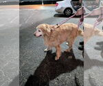 Small #7 Golden Retriever