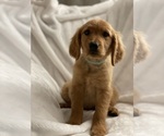 Small Photo #4 Golden Retriever Puppy For Sale in MURRIETA, CA, USA
