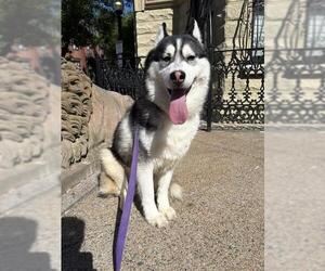 Siberian Husky Dogs for adoption in Boston, MA, USA