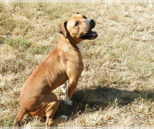 Medium Photo #4 Boxer-Unknown Mix Puppy For Sale in Anniston, AL, USA