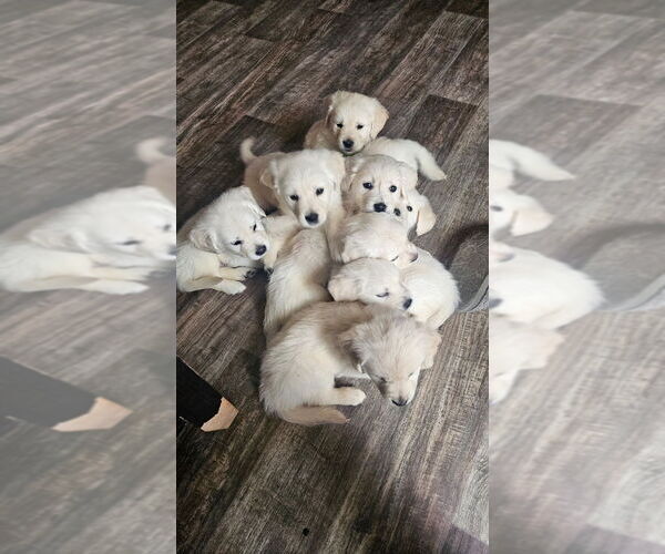 Medium Photo #1 English Cream Golden Retriever Puppy For Sale in BRISTOL, IN, USA